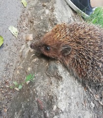 Erinaceus roumanicus