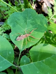Epidaus