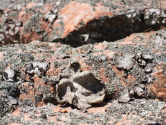 Umbilicaria spodochroa