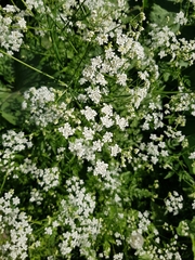 Anthriscus sylvestris