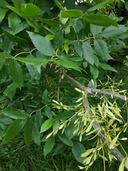 Fraxinus pennsylvanica