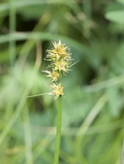 Carex otrubae