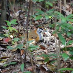 Pterorhinus pectoralis