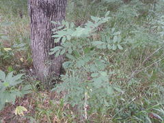 Styphnolobium affine