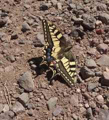 Papilio saharae