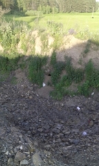 Marmota kastschenkoi