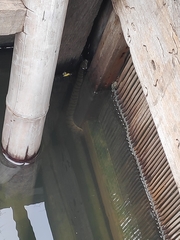 Cerberus schneiderii