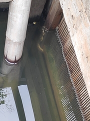 Cerberus schneiderii