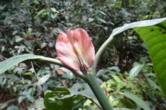 Psychotria rubriceps image