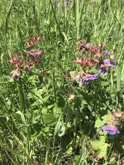 Geranium platyanthum