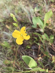 Ludwigia virgata