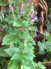 Scutellaria columnae