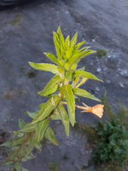 Oenothera pubescens