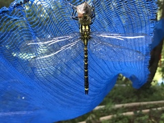 Polycanthagyna melanictera