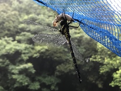 Polycanthagyna melanictera