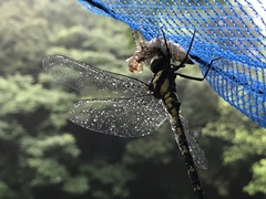 Polycanthagyna melanictera