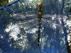 Polycanthagyna melanictera