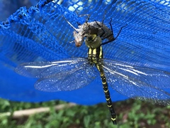 Polycanthagyna melanictera