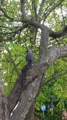 Corvus monedula