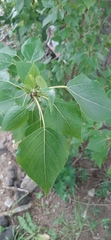 Populus × berolinensis