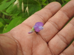 Lathyrus hirsutus