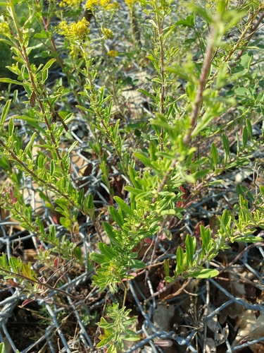 Image of Odontarrhena muralis by (c) Алена Ручка, some rights reserved (CC BY)