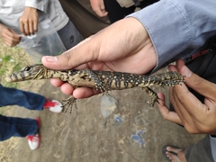 Varanus salvator bivittatus