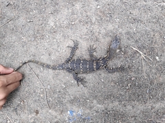 Varanus salvator bivittatus