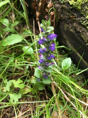 Ajuga reptans