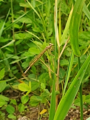 Platycnemis