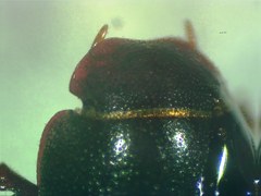 Ataenius heinekeni