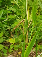 Platycnemis
