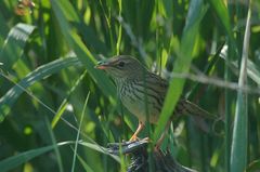 Locustella lanceolata