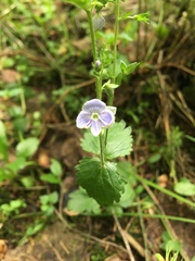Veronica chamaedrys