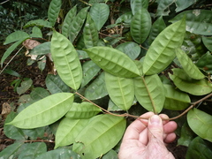 Landolphia micrantha