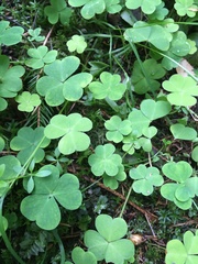 Oxalis acetosella