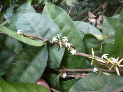 Landolphia micrantha
