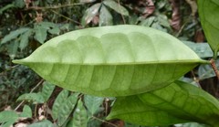 Landolphia micrantha