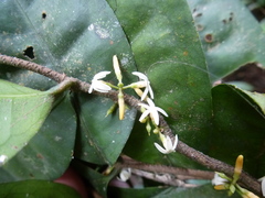 Landolphia micrantha