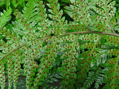 Parapolystichum acuminatum