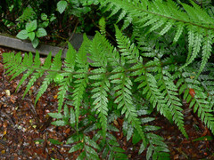 Parapolystichum acuminatum