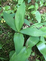 Convallaria majalis