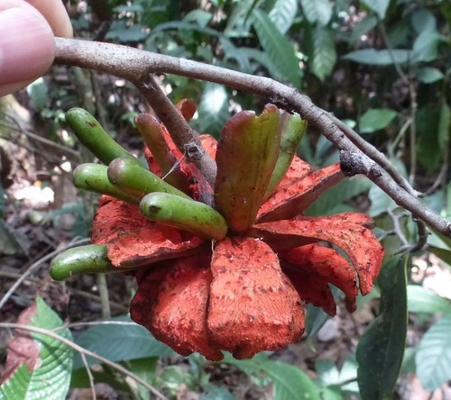 Ethiopian Pepper (Xylopia aethiopica)