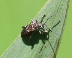 Donacia marginata