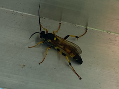 Ichneumon xanthorius