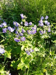 Geranium platyanthum