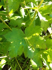 Geranium platyanthum