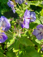 Geranium platyanthum