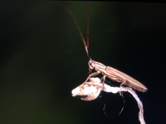 Hippopsis lemniscata