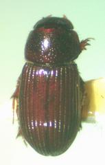 Ataenius languidus